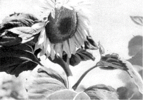 Zem1.gif (82871 bytes)